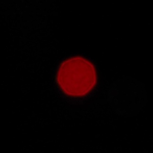 Venus Optics LAOWA 7.5 mm f/2 MFT - Coma, astigmatism and bokeh
