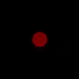 Venus Optics LAOWA 7.5 mm f/2 MFT - Coma, astigmatism and bokeh