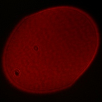 Venus Optics LAOWA 15 mm f/2 ZERO-D - Coma, astigmatism and bokeh