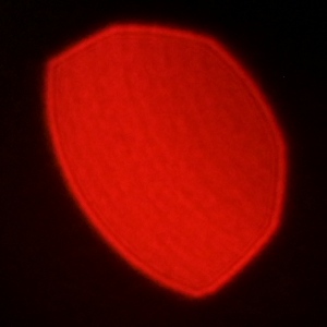 Venus Optics LAOWA Argus 33 mm f/0.95 CF APO - Coma, astigmatism and bokeh