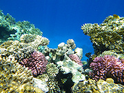 Underwater cameras test 2010  - Pentax Optio W90