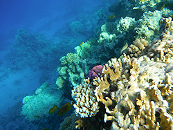 Underwater cameras test 2011 - Fujifilm FinePix XP30 Underwater cameras test 2011 - Fujifilm FinePix XP30