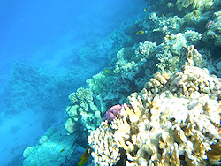 Underwater cameras test 2011 - Fujifilm FinePix XP30 Underwater cameras test 2011 - Fujifilm FinePix XP30