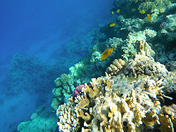 Underwater cameras test 2011 - Fujifilm FinePix XP30 Underwater cameras test 2011 - Fujifilm FinePix XP30