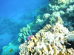 Underwater cameras test 2011 - Fujifilm FinePix XP30 Underwater cameras test 2011 - Fujifilm FinePix XP30