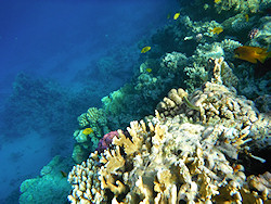 Underwater cameras test 2011 - Fujifilm FinePix XP30 Underwater cameras test 2011 - Fujifilm FinePix XP30