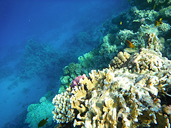 Underwater cameras test 2011 - Fujifilm FinePix XP30 Underwater cameras test 2011 - Fujifilm FinePix XP30