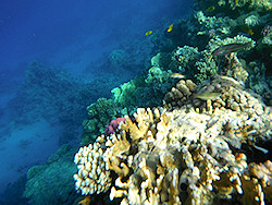 Underwater cameras test 2011 - Fujifilm FinePix XP30 Underwater cameras test 2011 - Fujifilm FinePix XP30
