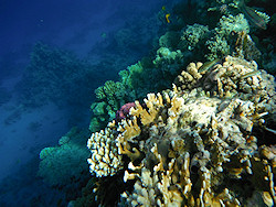 Underwater cameras test 2011 - Fujifilm FinePix XP30 Underwater cameras test 2011 - Fujifilm FinePix XP30