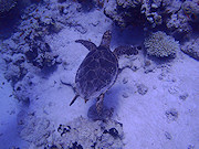 Underwater cameras test 2011 - Olympus Tough TG-810