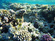 Underwater cameras test 2011 - Pentax Optio WG-1