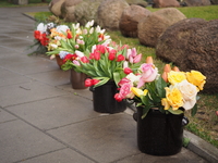 Panasonic G Macro 30 mm f/2.8 ASPH. MEGA O.I.S. - Sample shots