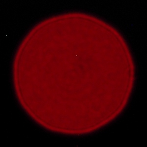 Olympus M.Zuiko Digital 300 mm f/4.0 ED IS PRO - Chromatic and spherical aberration