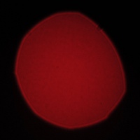 Venus Optics LAOWA STF 105 mm f/2 (T3.2) - Coma, astigmatism and bokeh