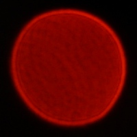 Tokina Frin 20 mm f/2 FE MF - Coma, astigmatism and bokeh