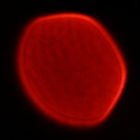 Tokina Frin 20 mm f/2 FE MF - Coma, astigmatism and bokeh