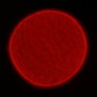 Tokina Frin 20 mm f/2 FE MF - Coma, astigmatism and bokeh