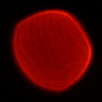 Tokina Frin 20 mm f/2 FE MF - Coma, astigmatism and bokeh