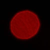 Tokina Frin 20 mm f/2 FE MF - Coma, astigmatism and bokeh