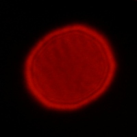 Tokina Frin 20 mm f/2 FE MF - Coma, astigmatism and bokeh