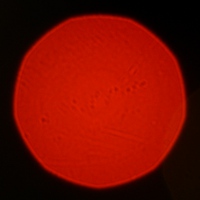 Mitakon Speedmaster 50 mm f/0.95 - Coma, astigmatism and bokeh