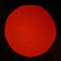 Mitakon Speedmaster 50 mm f/0.95 - Coma, astigmatism and bokeh