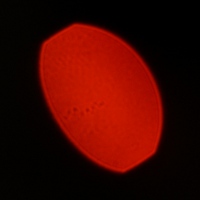 Mitakon Speedmaster 50 mm f/0.95 - Coma, astigmatism and bokeh