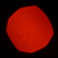 Mitakon Speedmaster 50 mm f/0.95 - Coma, astigmatism and bokeh