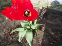 Kowa Prominar MFT 8.5 mm f/2.8 T3.0 - sample images Kowa Prominar MFT 8.5 mm f/2.8 T3.0 - sample images