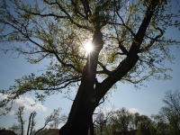 Kowa Prominar MFT 12 mm f/1.8 T1.9 - sample images Kowa Prominar MFT 12 mm f/1.8 T1.9 - sample images