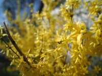 Kowa Prominar MFT 12 mm f/1.8 T1.9 - sample images Kowa Prominar MFT 12 mm f/1.8 T1.9 - sample images