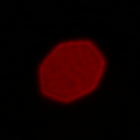 Venus Optics LAOWA 12 mm f/2.8 ZERO-D  - Coma, astigmatism and bokeh