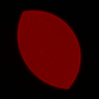 Venus Optics LAOWA 100 mm f/2.8 2X Ultra Macro APO - Coma, astigmatism and bokeh