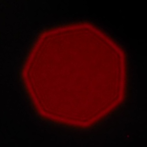 Venus Optics LAOWA 17 mm f/1.8 MFT II - Coma, astigmatism and bokeh