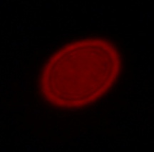 Venus Optics LAOWA 9 mm f/5.6 FF RL - Coma, astigmatism and bokeh