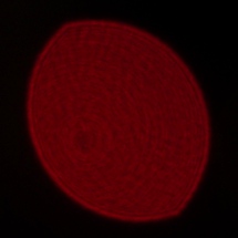 Voigtlander Apo Lanthar 35 mm f/2 Aspherical  - Coma, astigmatism and bokeh