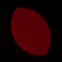 Voigtlander Apo Lanthar 35 mm f/2 Aspherical  - Coma, astigmatism and bokeh