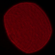 Voigtlander Apo Lanthar 35 mm f/2 Aspherical  - Coma, astigmatism and bokeh