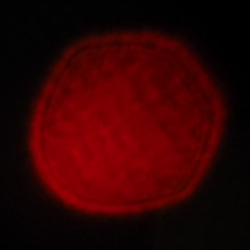 Venus Optics LAOWA 6 mm f/2 Zero-D MFT - Coma, astigmatism and bokeh