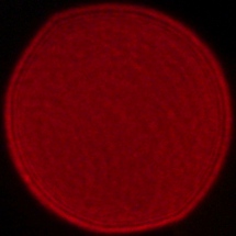 Sony FE 16-35 mm f/2.8 GM II - Coma, astigmatism and bokeh