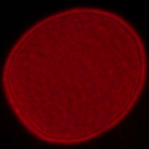 Sony FE 16-35 mm f/2.8 GM II - Coma, astigmatism and bokeh