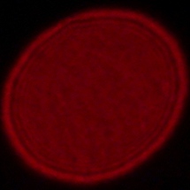 Sony FE 16-35 mm f/2.8 GM II - Coma, astigmatism and bokeh