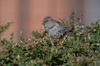 Nikon Nikkor Z 180-600 mm f/5.6-6.3 VR - Sample shots