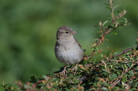 Nikon Nikkor Z 180-600 mm f/5.6-6.3 VR - Sample shots