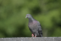 Nikon Nikkor Z 180-600 mm f/5.6-6.3 VR - Sample shots