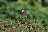 Nikon Nikkor Z 180-600 mm f/5.6-6.3 VR - Sample shots