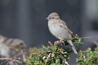 Nikon Nikkor Z 180-600 mm f/5.6-6.3 VR - Sample shots