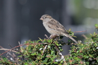 Nikon Nikkor Z 180-600 mm f/5.6-6.3 VR - Sample shots