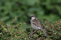 Nikon Nikkor Z 180-600 mm f/5.6-6.3 VR - Sample shots