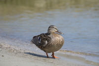 Nikon Nikkor Z 180-600 mm f/5.6-6.3 VR - Sample shots